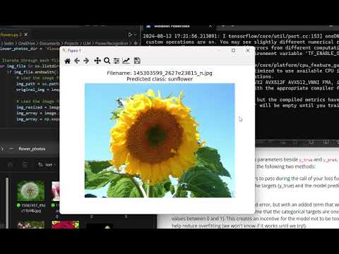 CNN flower recognition experiment identifying a sunflower