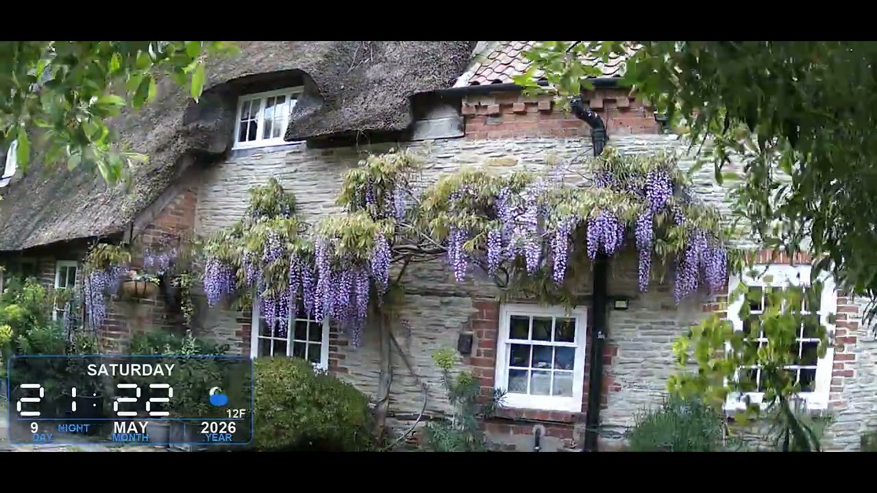 Wisteria flowering timelapse outside a stone cottage